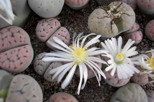 lithops bella v.eberlanzii